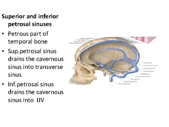 Superior and inferior petrosal sinuses • Petrous part of temporal bone • Sup. petrosal