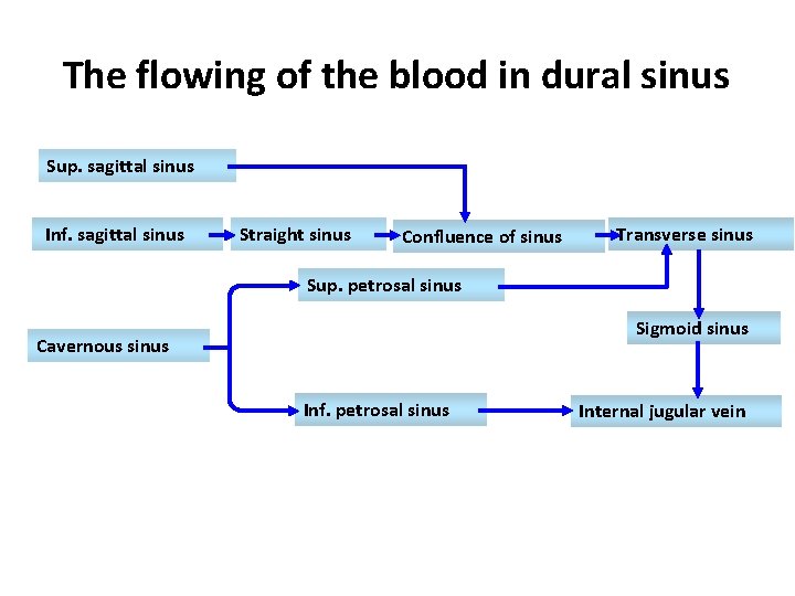 The flowing of the blood in dural sinus Sup. sagittal sinus Inf. sagittal sinus