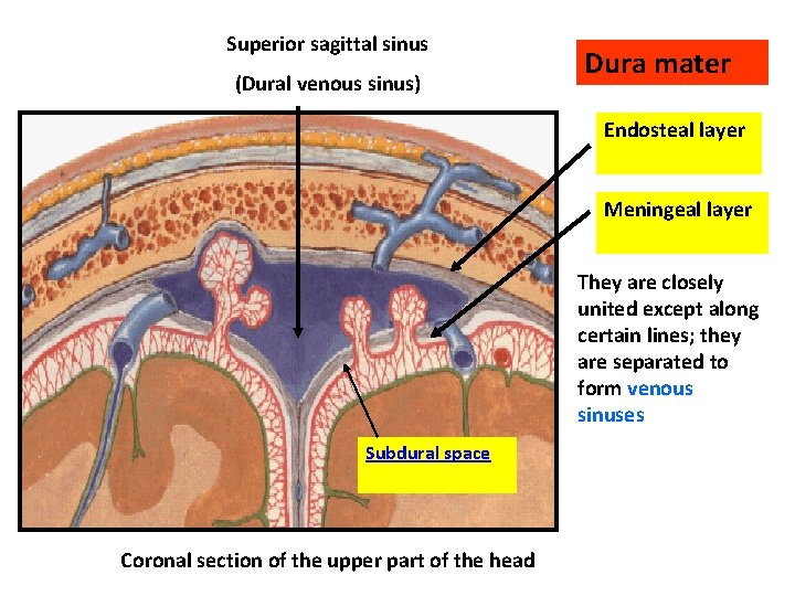 Superior sagittal sinus (Dural venous sinus) Dura mater Endosteal layer Meningeal layer They are