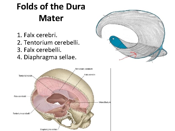 Folds of the Dura Mater 1. Falx cerebri. 2. Tentorium cerebelli. 3. Falx cerebelli.