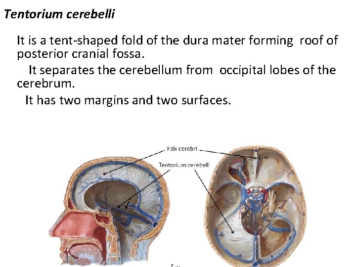 Tentorium cerebelli It is a tent-shaped fold of the dura mater forming roof of