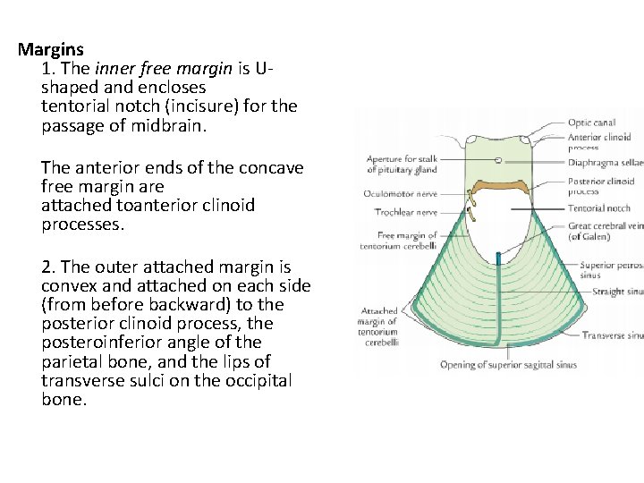Margins 1. The inner free margin is Ushaped and encloses tentorial notch (incisure) for