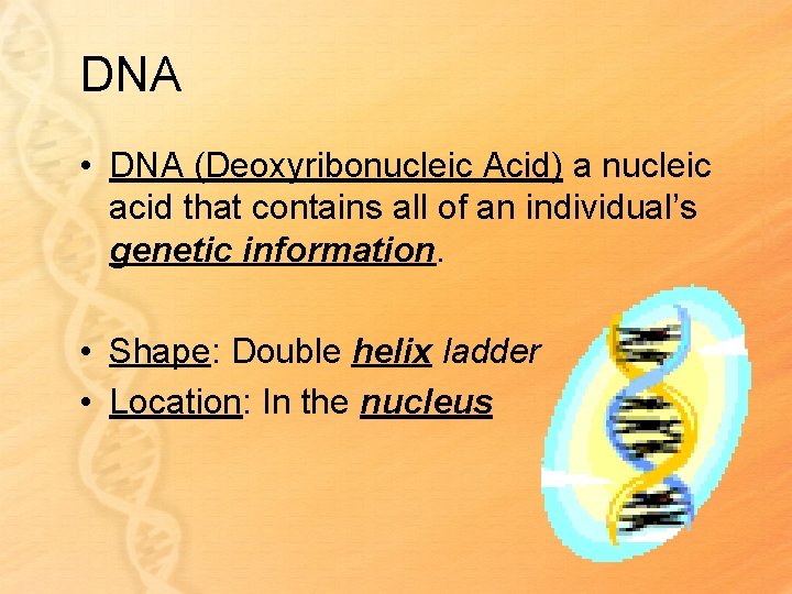 DNA • DNA (Deoxyribonucleic Acid) a nucleic acid that contains all of an individual’s
