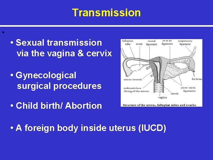 Transmission • • Sexual transmission via the vagina & cervix • Gynecological surgical procedures