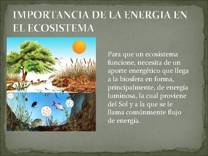 IMPORTANCIA DE LA ENERGIA EN EL ECOSISTEMA Para que un ecosistema funcione, necesita de