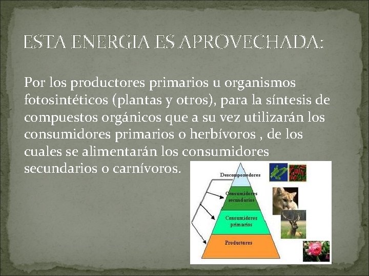 ESTA ENERGIA ES APROVECHADA: Por los productores primarios u organismos fotosintéticos (plantas y otros),
