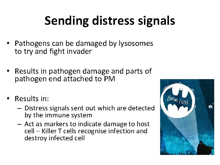 Sending distress signals • Pathogens can be damaged by lysosomes to try and fight