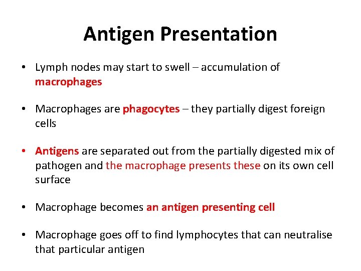 Antigen Presentation • Lymph nodes may start to swell – accumulation of macrophages •