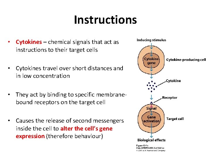 Instructions • Cytokines – chemical signals that act as instructions to their target cells