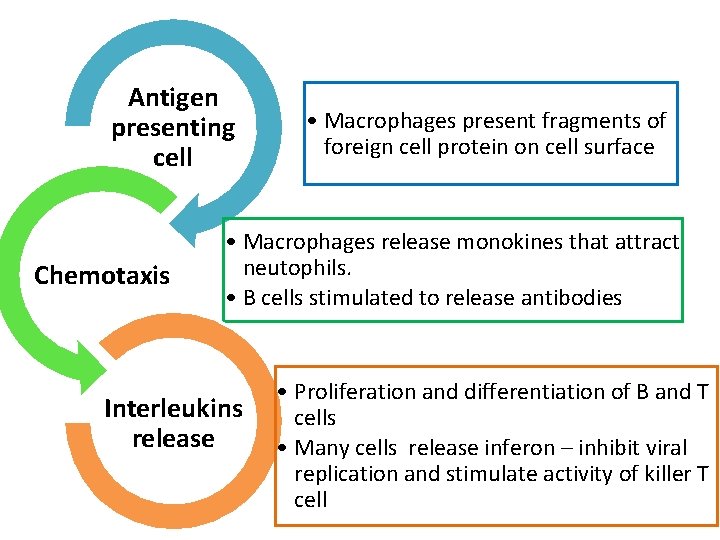 Antigen presenting cell Chemotaxis • Macrophages present fragments of foreign cell protein on cell