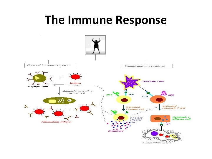 The Immune Response 