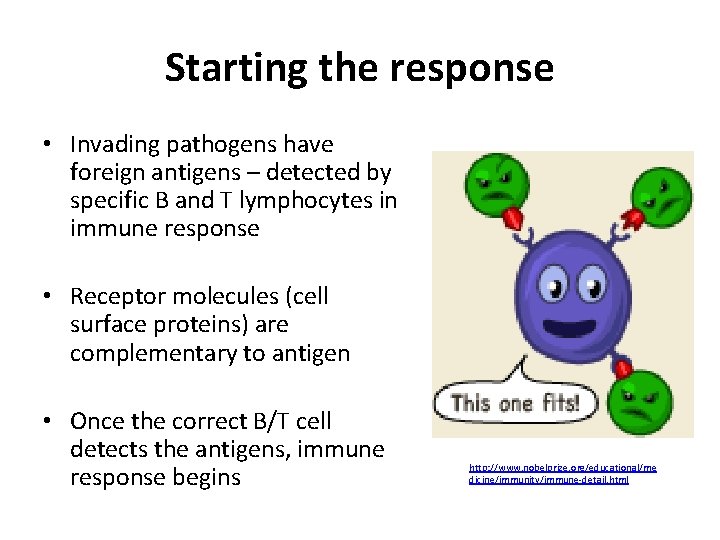 Starting the response • Invading pathogens have foreign antigens – detected by specific B