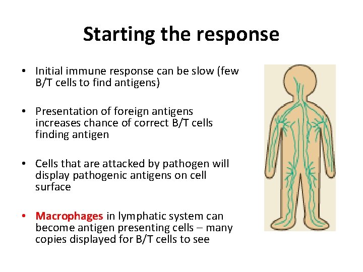 Starting the response • Initial immune response can be slow (few B/T cells to