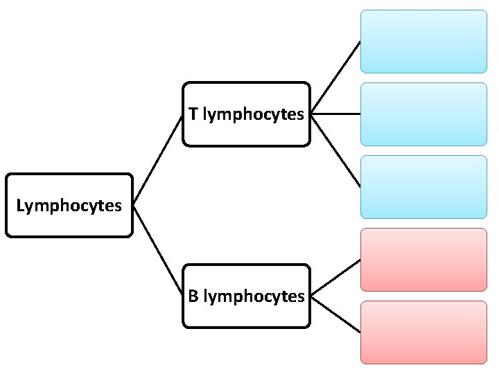 T lymphocytes Lymphocytes B lymphocytes 