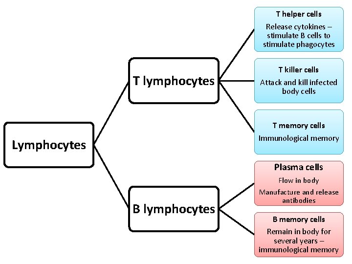 T helper cells Release cytokines – stimulate B cells to stimulate phagocytes T lymphocytes