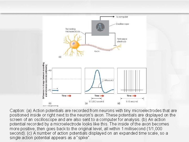 Caption: (a) Action potentials are recorded from neurons with tiny microelectrodes that are positioned