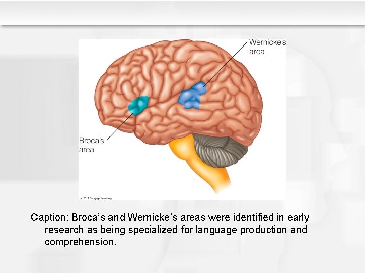 Caption: Broca’s and Wernicke’s areas were identified in early research as being specialized for