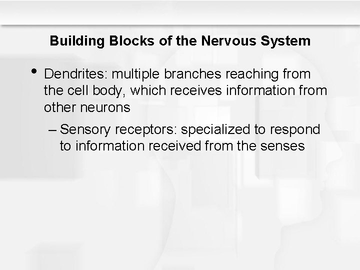 Building Blocks of the Nervous System • Dendrites: multiple branches reaching from the cell