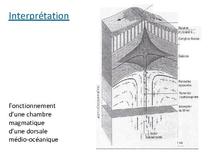Interprétation Fonctionnement d’une chambre magmatique d’une dorsale médio-océanique 