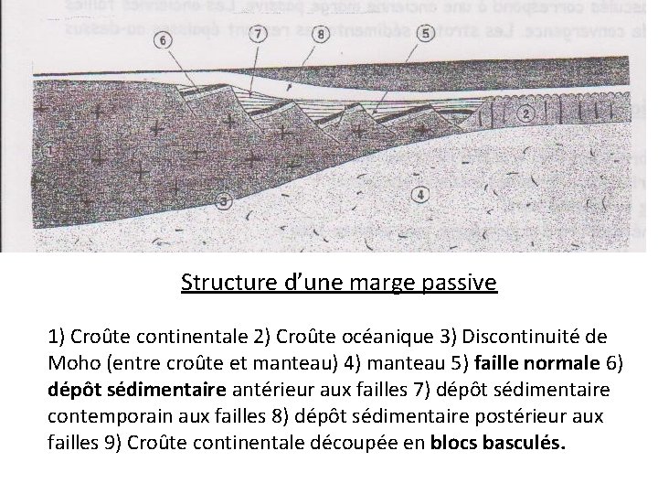 Structure d’une marge passive 1) Croûte continentale 2) Croûte océanique 3) Discontinuité de Moho