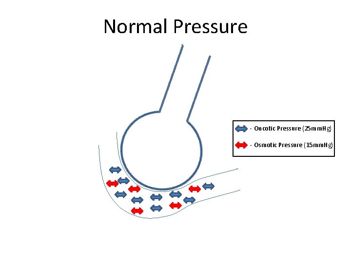 Normal Pressure - Oncotic Pressure (25 mm. Hg) - Osmotic Pressure (15 mm. Hg)