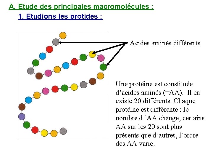 A. Etude des principales macromolécules : 1. Etudions les protides : Acides aminés différents
