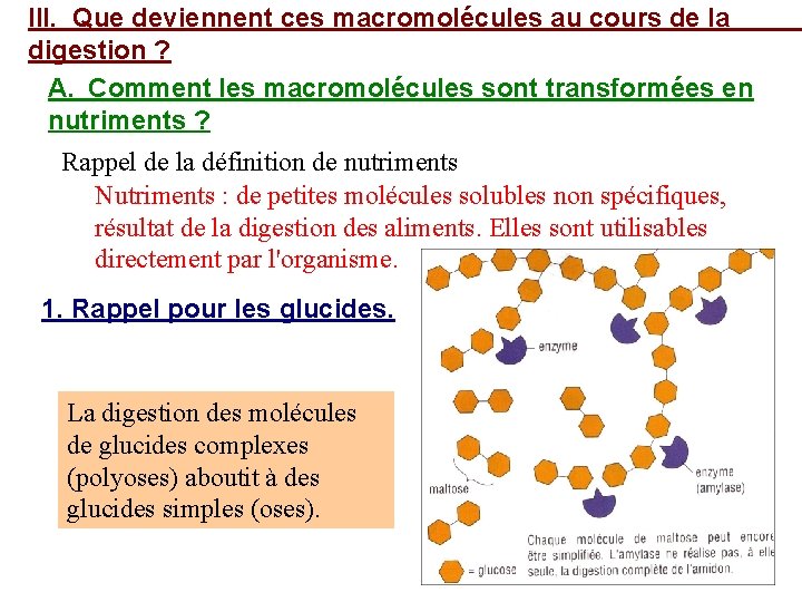 III. Que deviennent ces macromolécules au cours de la digestion ? A. Comment les