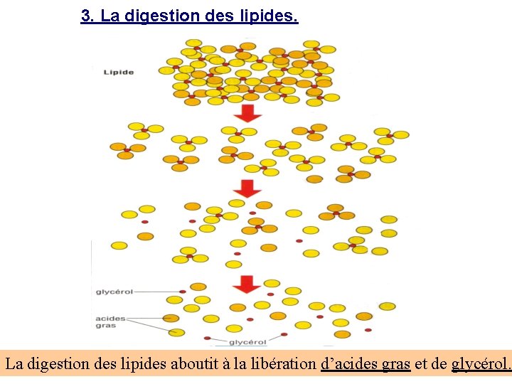 3. La digestion des lipides aboutit à la libération d’acides gras et de glycérol.