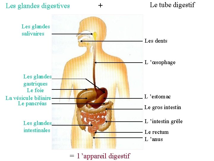 Les glandes digestives + Le tube digestif Les glandes salivaires Les dents L ’œsophage