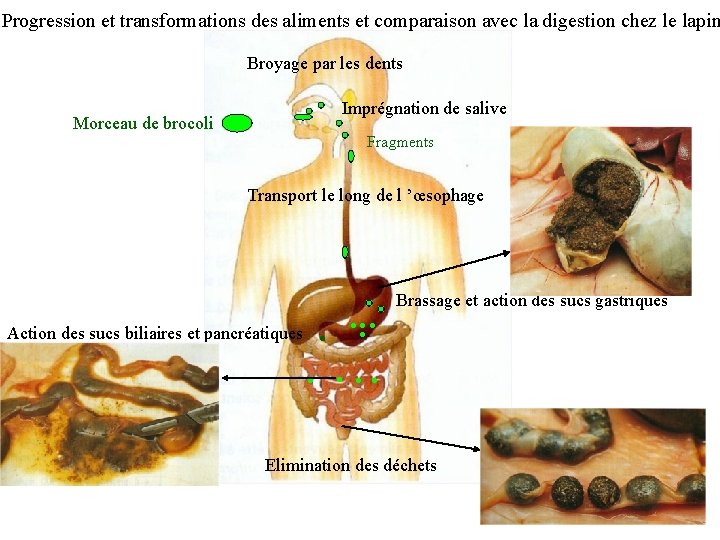 Progression et transformations des aliments et comparaison avec la digestion chez le lapin Broyage