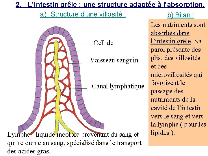 2. L’intestin grêle : une structure adaptée à l’absorption. a) Structure d’une villosité :