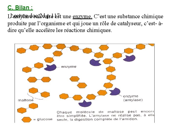 C. Bilan : Lecture doc. 2 d p. 117. L’amylase salivaire est une enzyme.