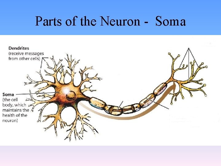Parts of the Neuron - Soma 
