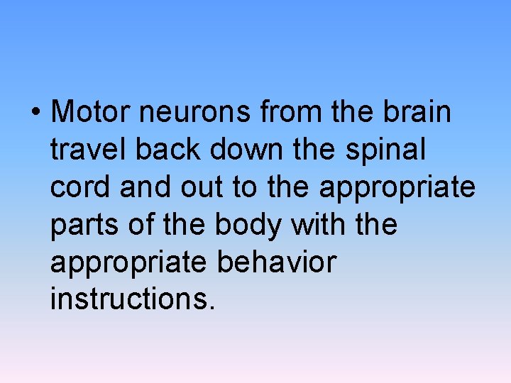  • Motor neurons from the brain travel back down the spinal cord and