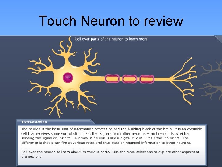 Touch Neuron to review • http: //www. childrenshospital. org/research/ _neuron/index. html http: //www. childrenshospital.