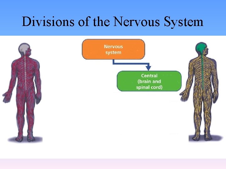 Divisions of the Nervous System 