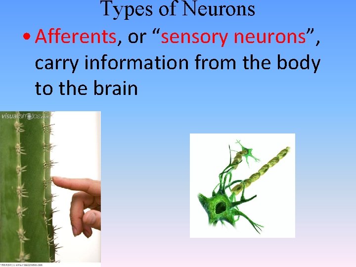 Types of Neurons • Afferents, or “sensory neurons”, carry information from the body to