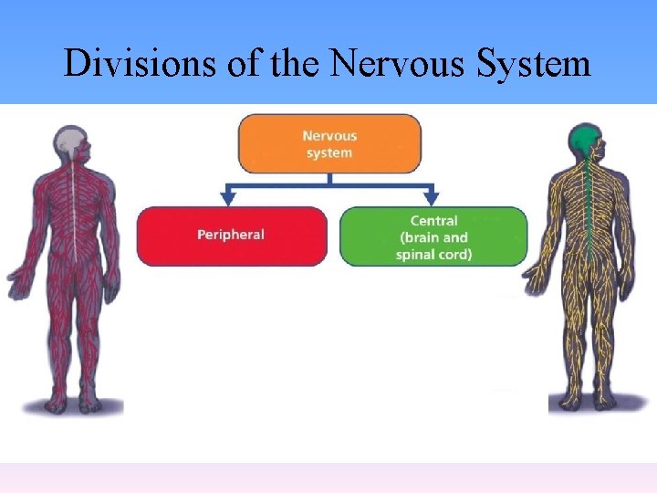 Divisions of the Nervous System 