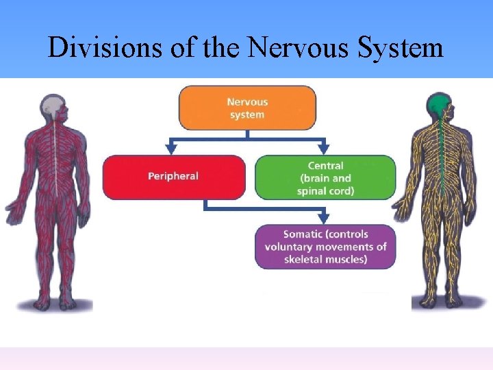 Divisions of the Nervous System 