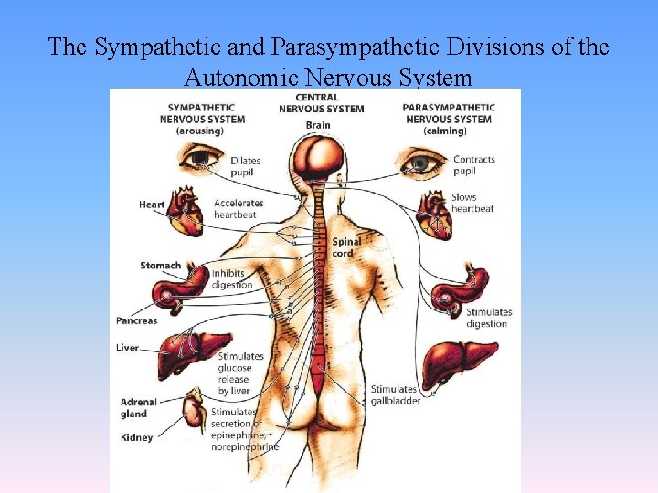 The Sympathetic and Parasympathetic Divisions of the Autonomic Nervous System 