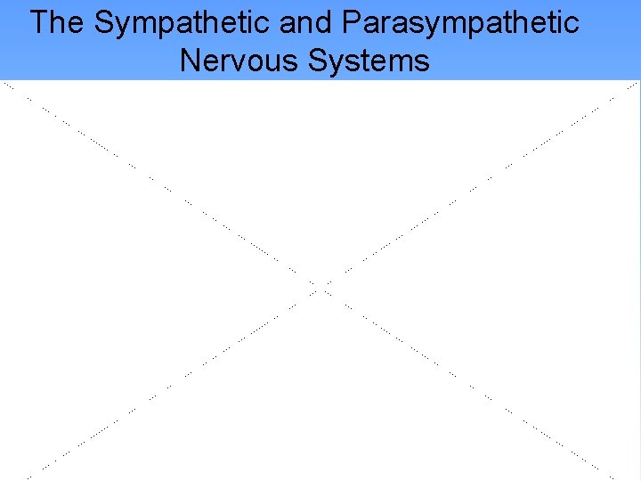 The Sympathetic and Parasympathetic Nervous Systems • Physical Responses 