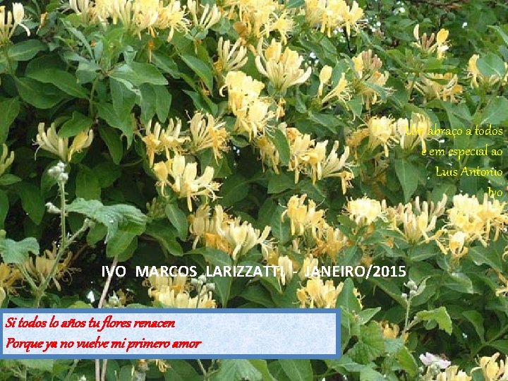Um abraço a todos e em especial ao Luis Antonio Ivo IVO MARCOS LARIZZATTI