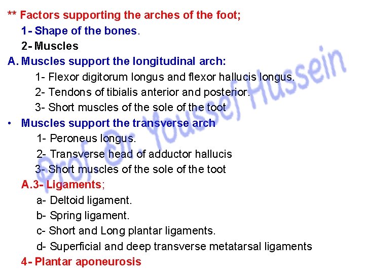 ** Factors supporting the arches of the foot; 1 - Shape of the bones.