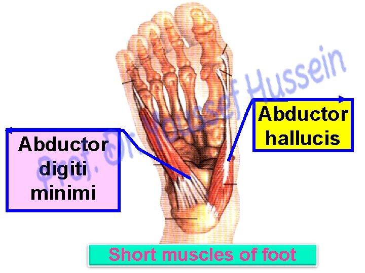 Abductor digiti minimi Abductor hallucis Short muscles of foot 