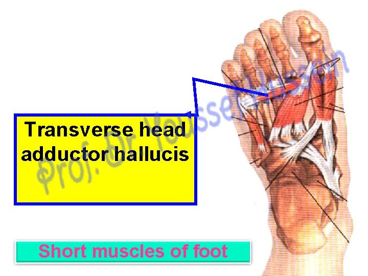 Transverse head adductor hallucis Short muscles of foot 