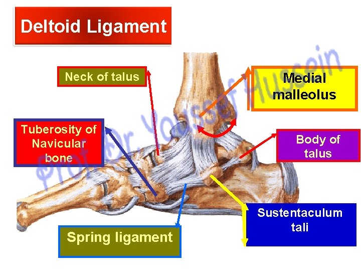 Deltoid Ligament Neck of talus Tuberosity of Navicular bone Spring ligament Medial malleolus Body