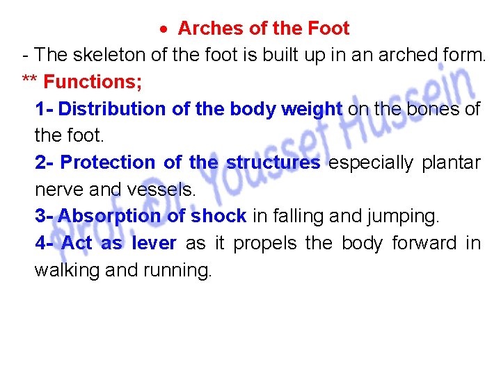  Arches of the Foot - The skeleton of the foot is built up