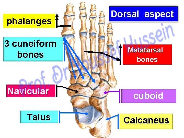 phalanges 3 cuneiform bones Navicular Talus Dorsal aspect Metatarsal bones cuboid Calcaneus 