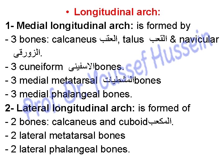  • Longitudinal arch: 1 - Medial longitudinal arch: is formed by - 3