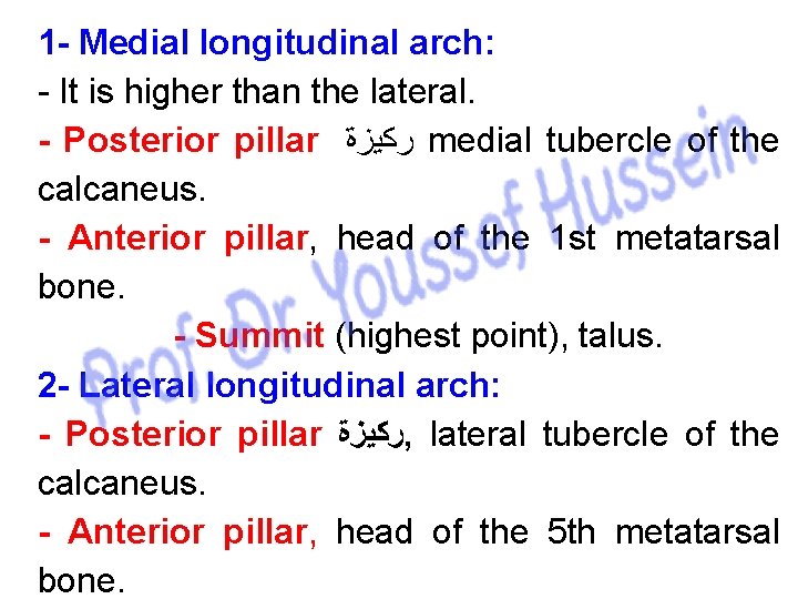 1 - Medial longitudinal arch: - It is higher than the lateral. - Posterior